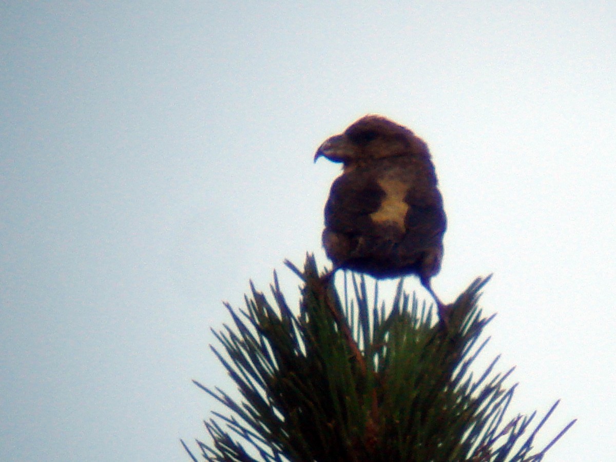 Red Crossbill (Corsican) - ML65666151