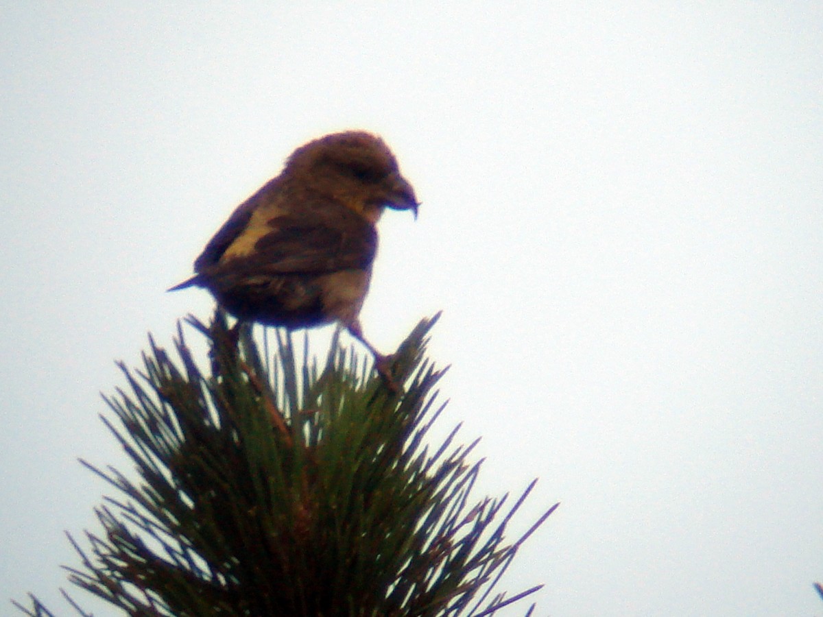 Red Crossbill (Corsican) - ML65666171