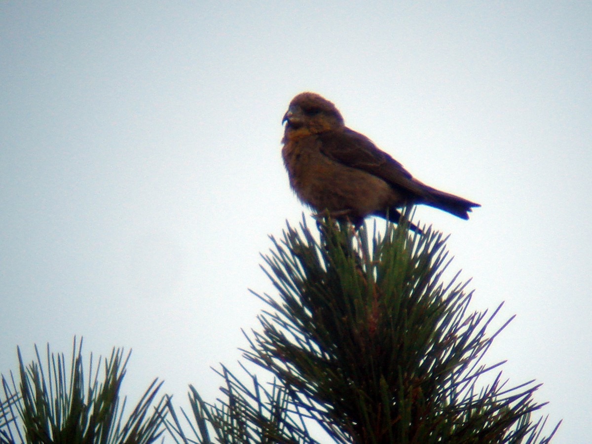 Red Crossbill (Corsican) - ML65666181