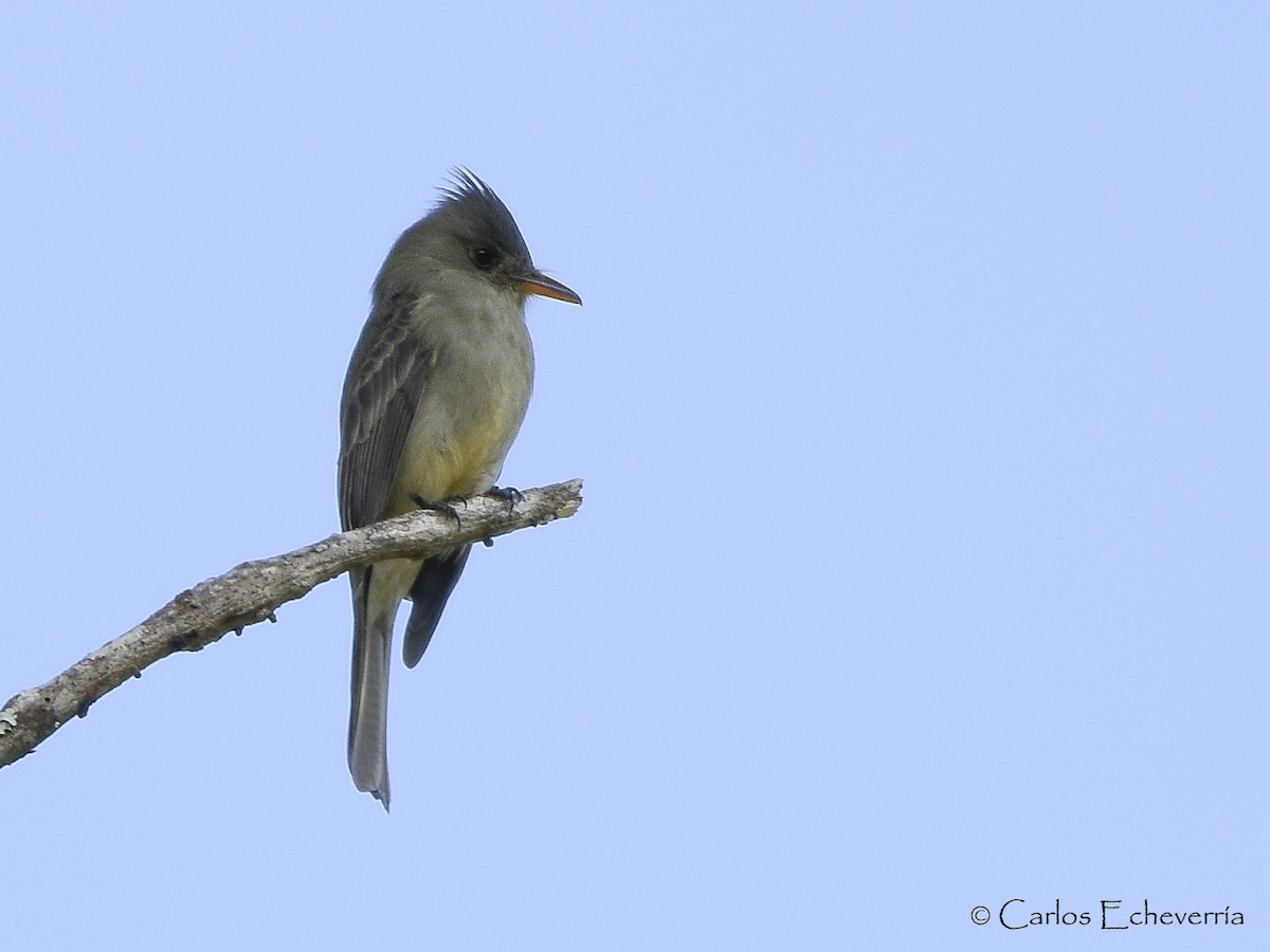 Greater Pewee - ML65666931
