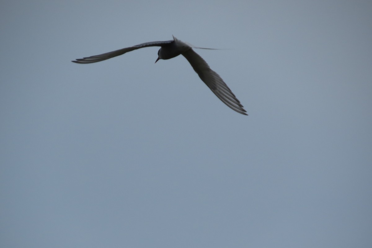 Arctic Tern - Bryant Olsen