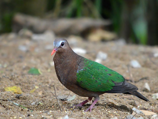 Asian Emerald Dove - ML65670911