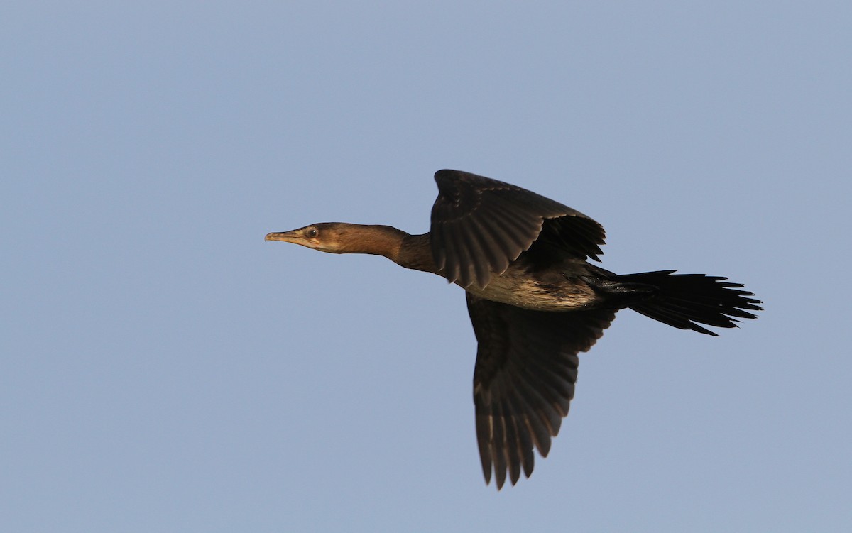 Long-tailed Cormorant - ML65673111