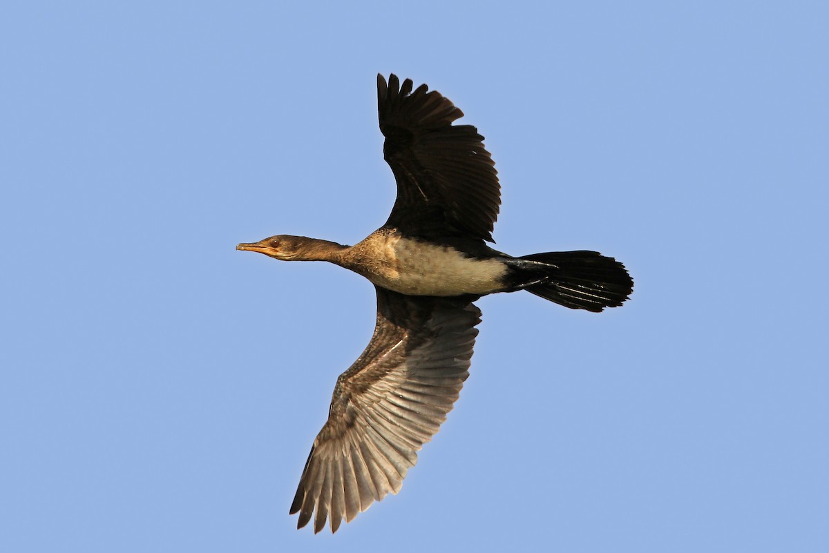 Long-tailed Cormorant - ML65673121