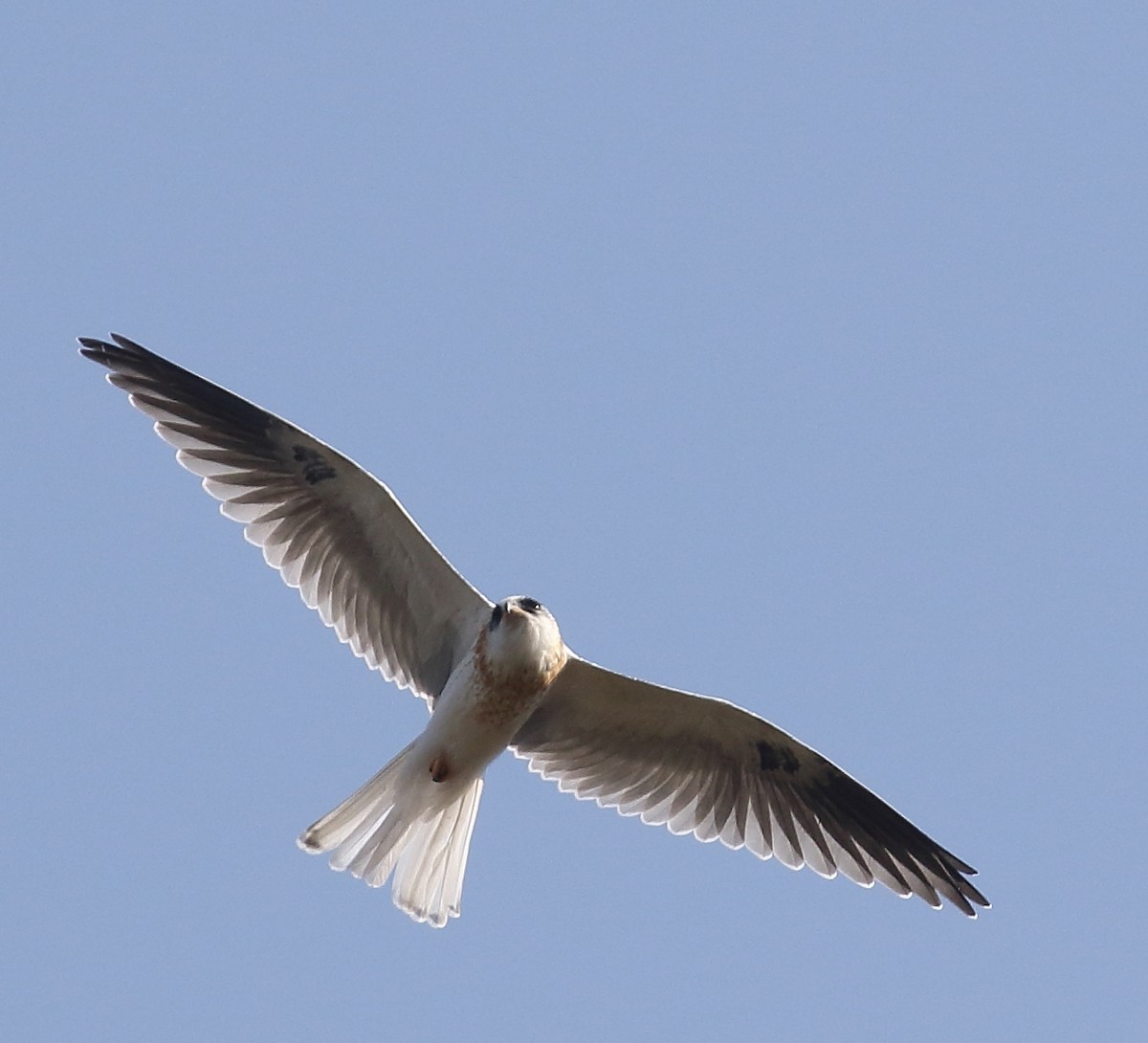 White-tailed Kite - Kent Leland
