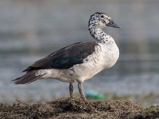 Knob-billed Duck