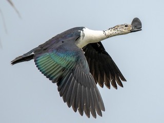 knob billed duck sarkidiornis melanotos أفضل طرق حرق الدهون: L-Carnitine والنوم المبكر والرياضة