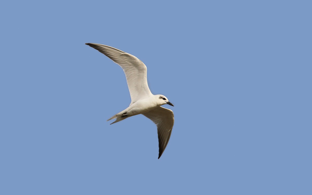Gull-billed Tern - Christoph Moning
