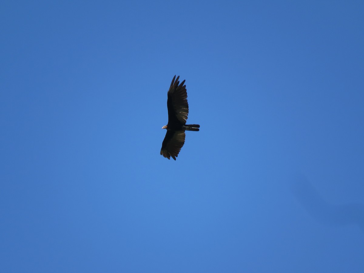 Greater Yellow-headed Vulture - ML65674651