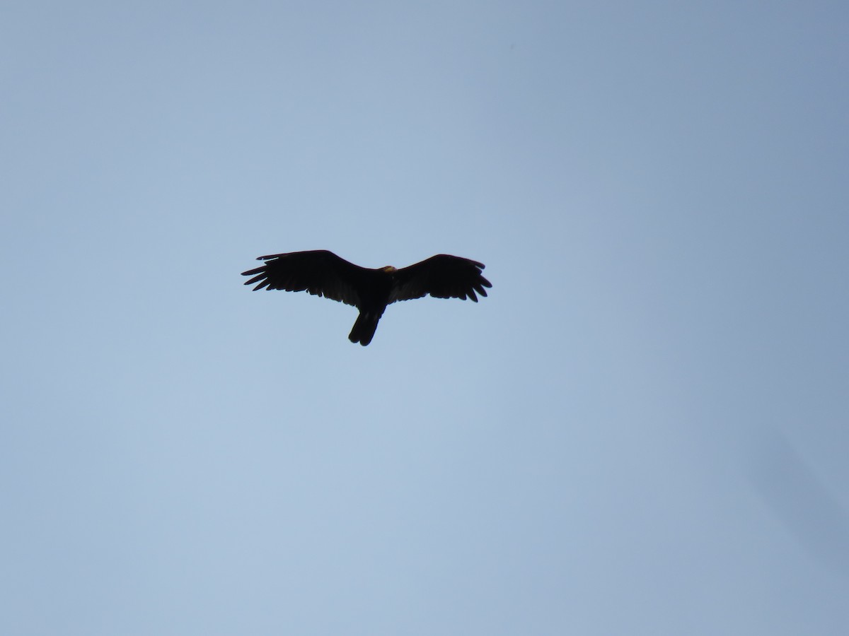 Greater Yellow-headed Vulture - ML65674731