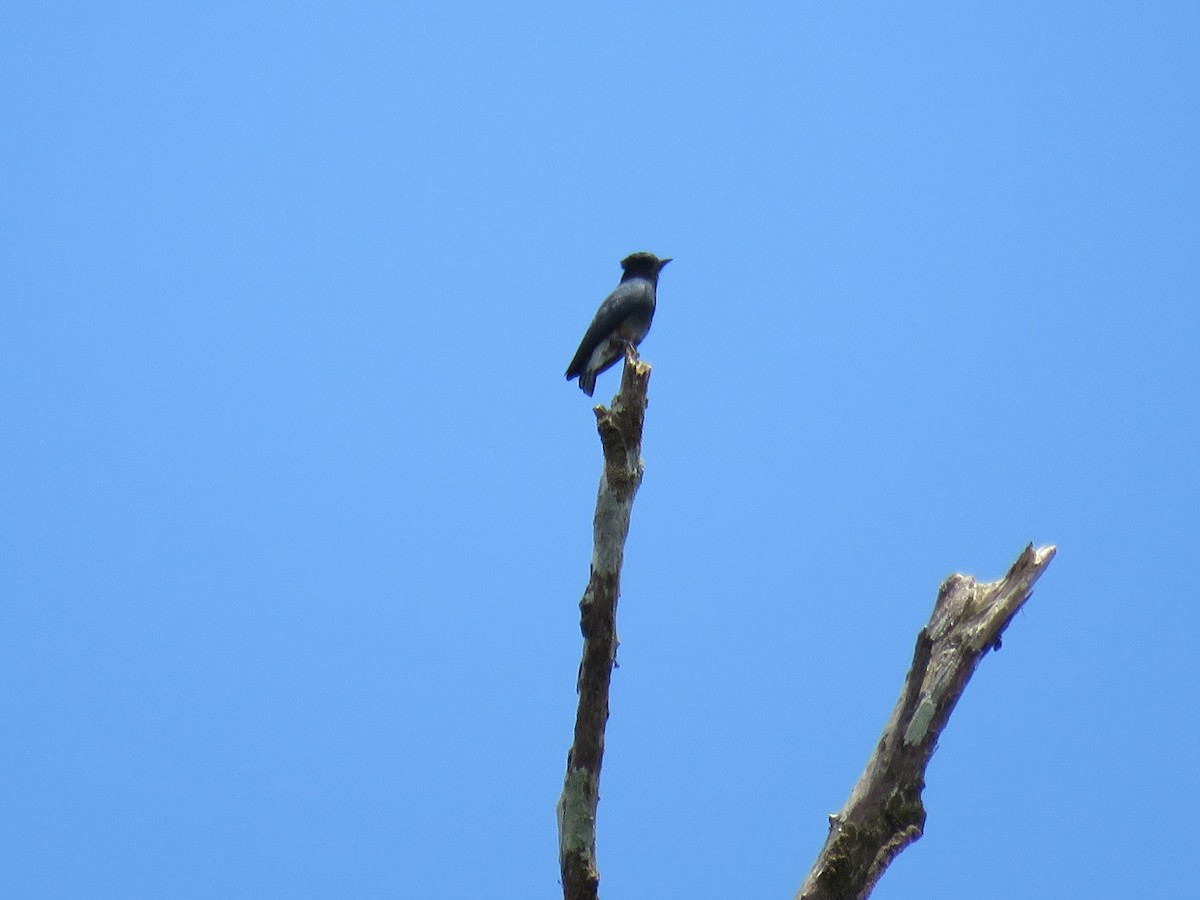 Swallow-winged Puffbird - ML65674931