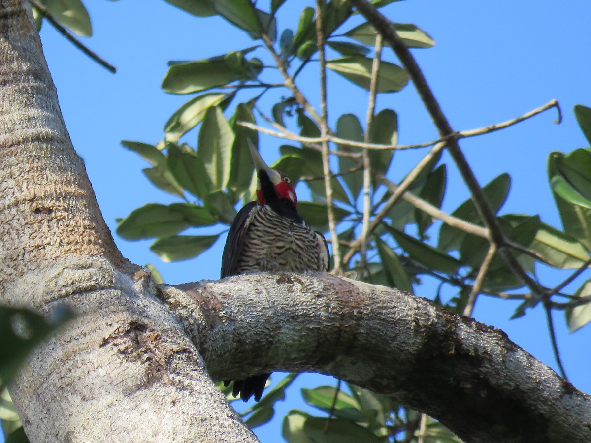 Crimson-crested Woodpecker - ML65675051