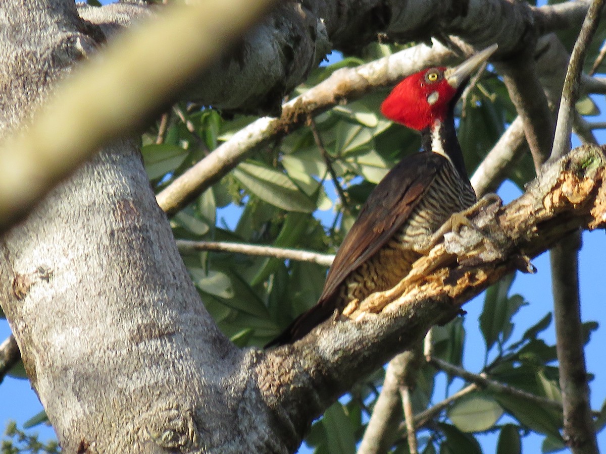 Crimson-crested Woodpecker - ML65675061