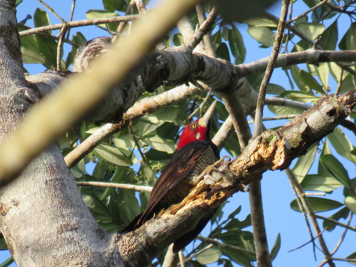 Crimson-crested Woodpecker - ML65675071