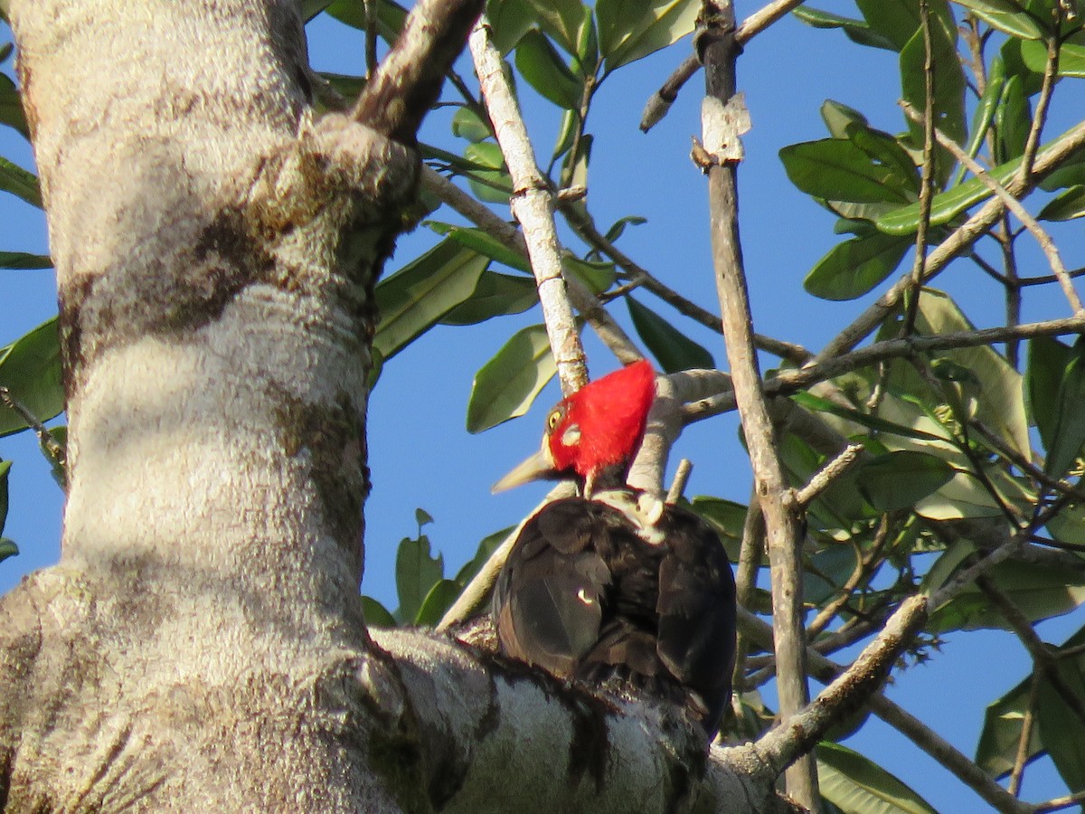 Crimson-crested Woodpecker - Jack Noordhuizen