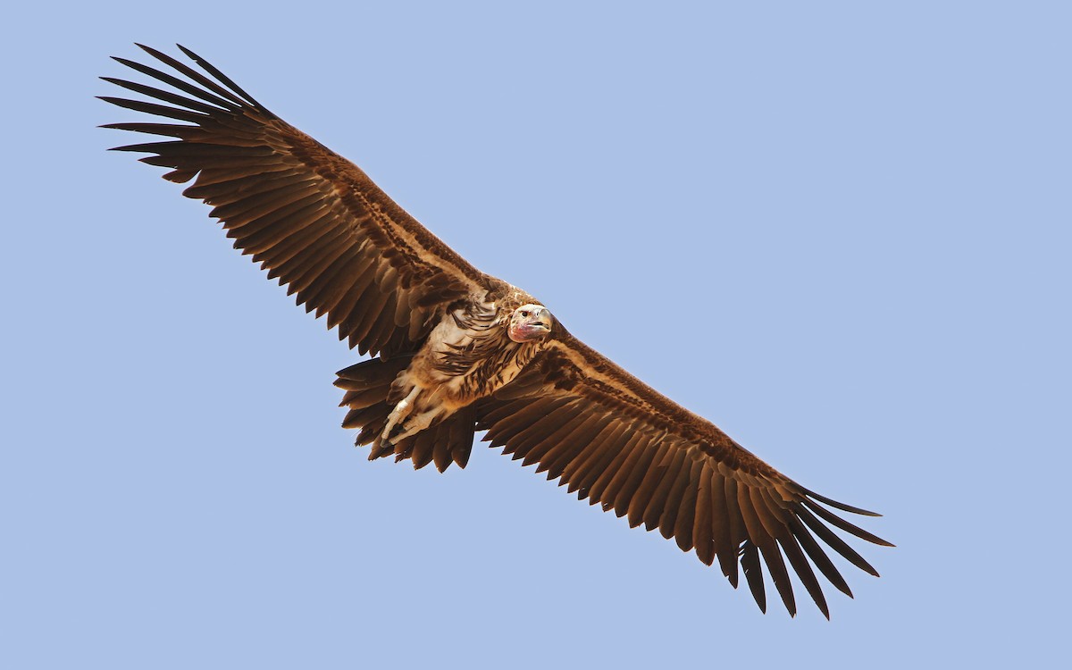 Lappet-faced Vulture - ML65677891