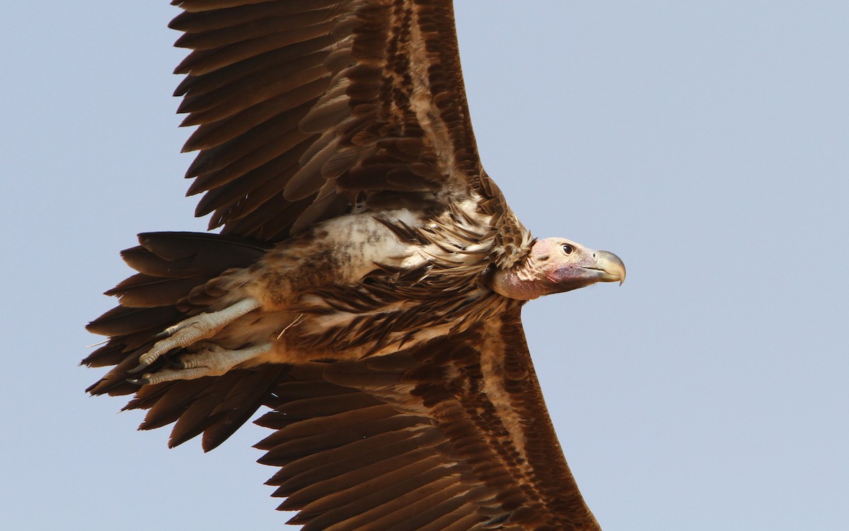 Lappet-faced Vulture - ML65677911