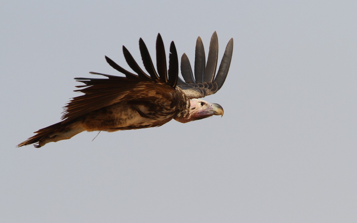 Lappet-faced Vulture - ML65677921