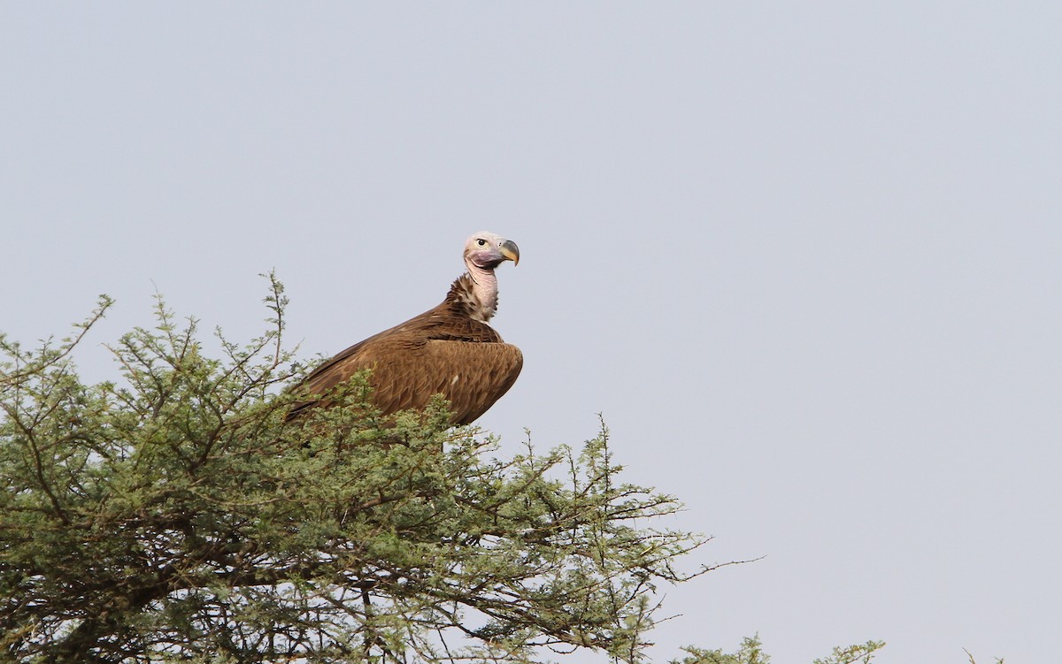 Lappet-faced Vulture - ML65677931