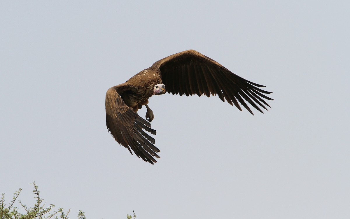Lappet-faced Vulture - ML65677971
