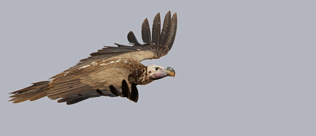 Lappet-faced Vulture - ML65677981