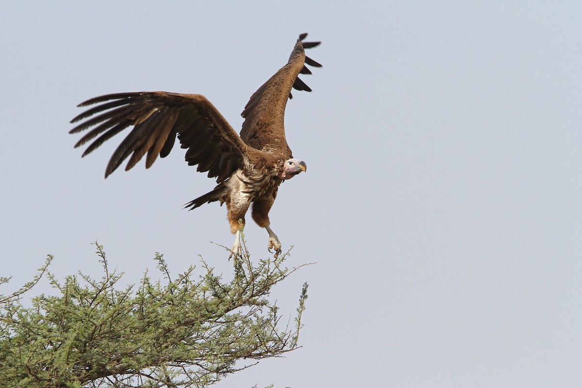 Lappet-faced Vulture - ML65677991