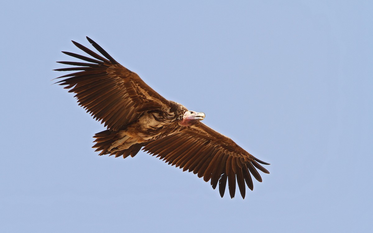 Lappet-faced Vulture - ML65678011