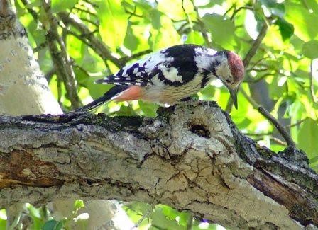 White-backed Woodpecker - Shane Sumasgutner