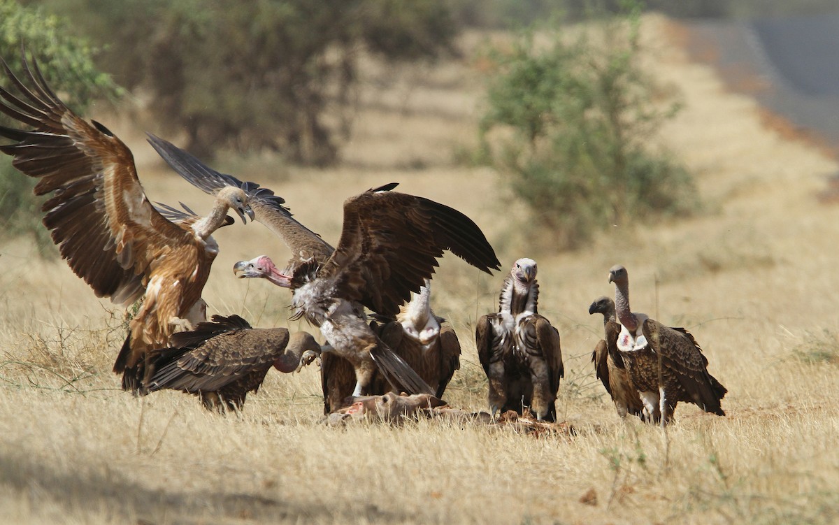 Lappet-faced Vulture - ML65678091