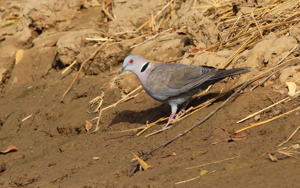 Mourning Collared-Dove - ML65678521