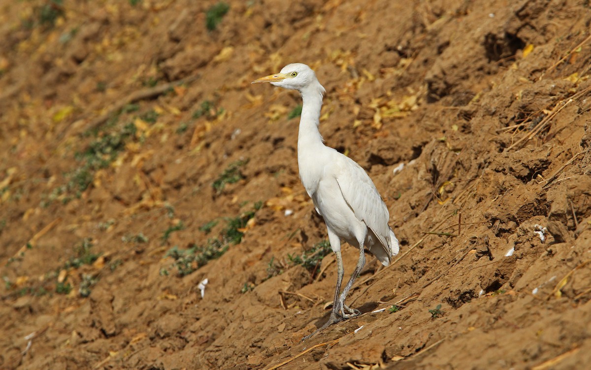 Чапля єгипетська (підвид ibis) - ML65678621