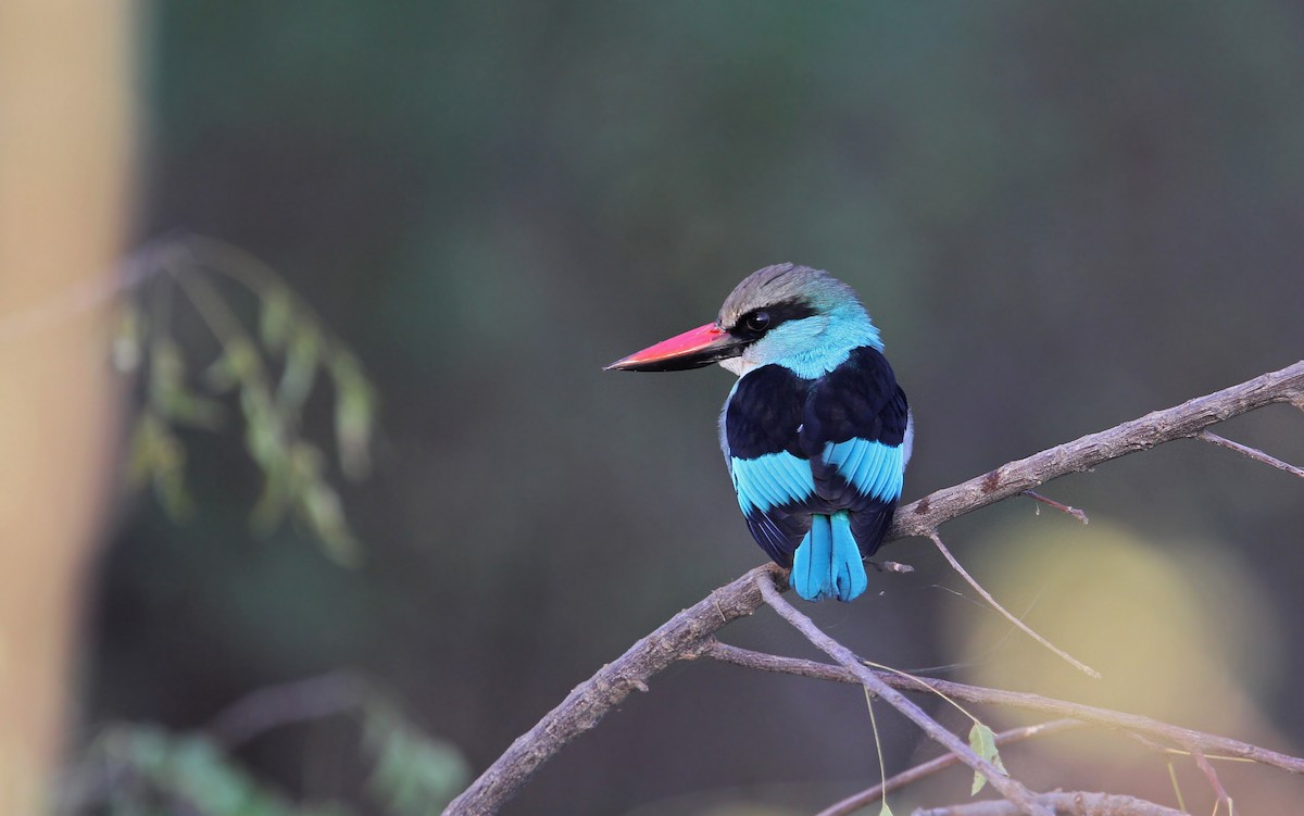 Blue-breasted Kingfisher - ML65678701
