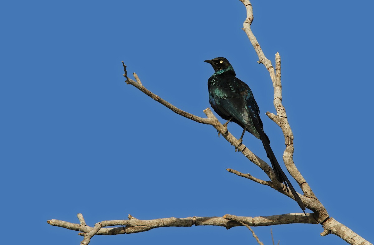 Long-tailed Glossy Starling - ML65678711