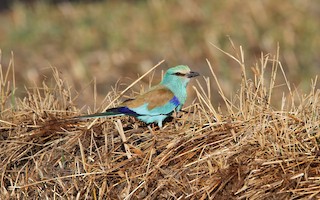  - Abyssinian Roller