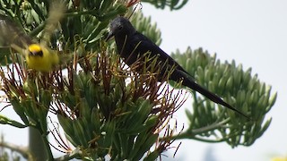  - Slender-billed Starling