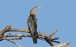  - African Darter