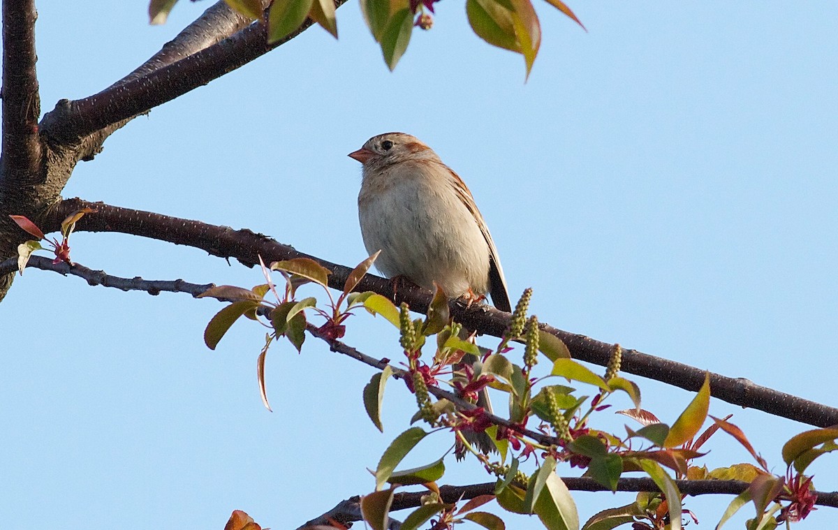 Field Sparrow - ML65680211