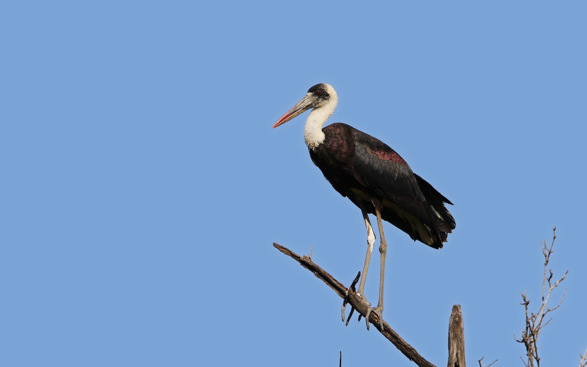 African Woolly-necked Stork - Christoph Moning