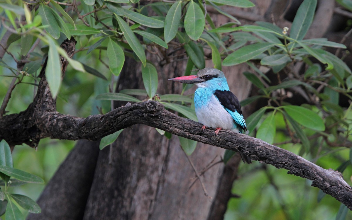 Blue-breasted Kingfisher - ML65680361