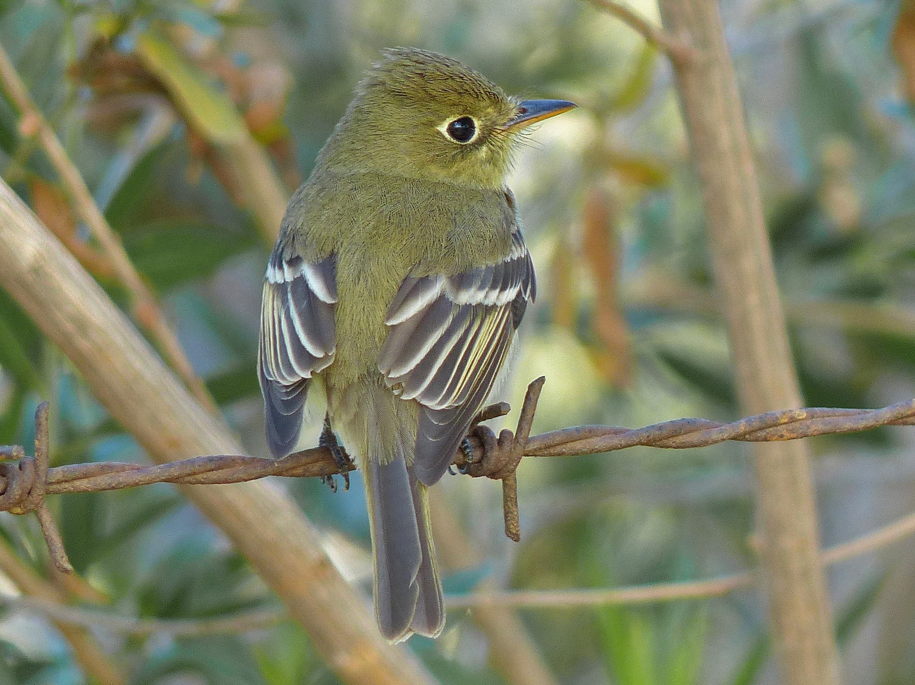 Western Flycatcher (Pacific-slope) - Robert Hamilton