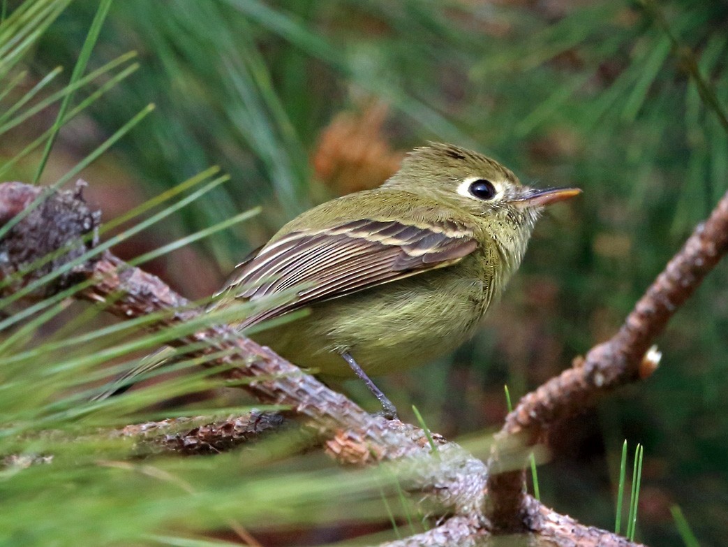 Cordilleran Flycatcher eBird