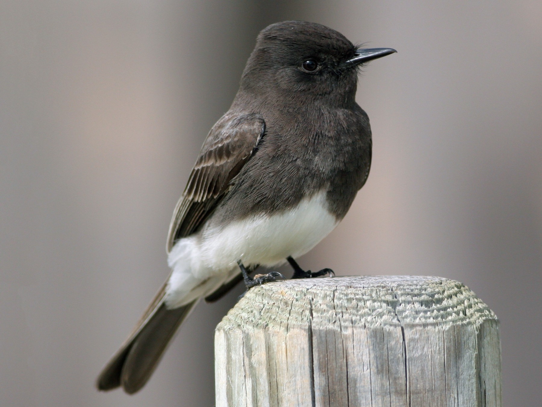 Black Phoebe - Ian Davies