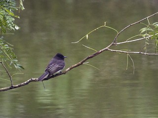 Black Phoebe - eBird