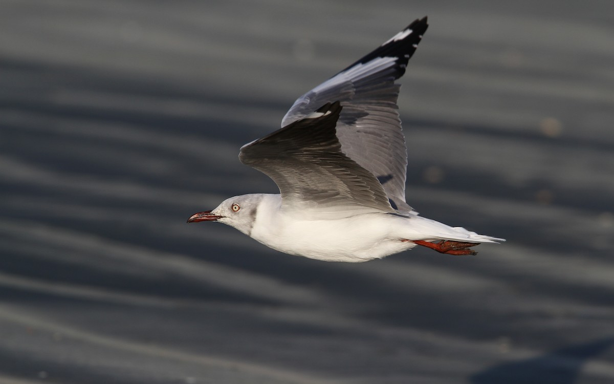 Gray-hooded Gull - Christoph Moning