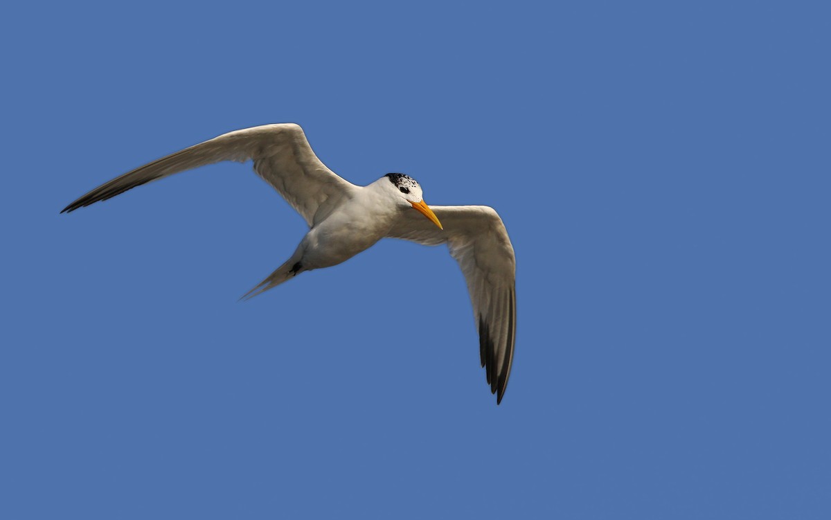 Lesser Crested Tern - Christoph Moning