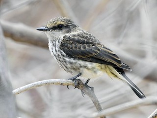 Молодая птица - VERONICA ARAYA GARCIA - ML65682361