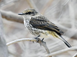 Vermilion Flycatcher - eBird