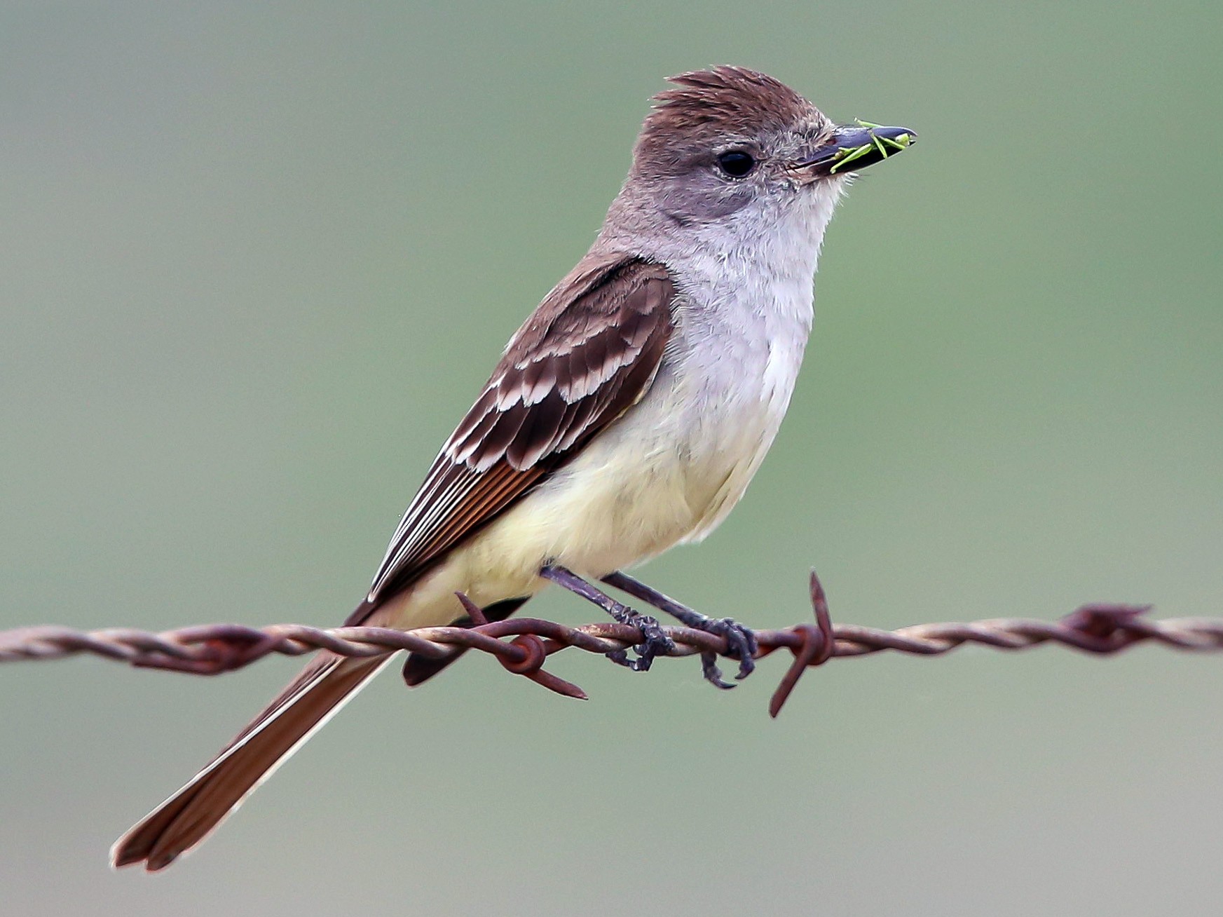 Ash throated flycatcher ebird