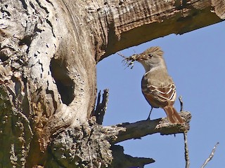ウサギモドキ ウサギモドキはグランプリの夢を見るか？④｜灯 おぴゃ