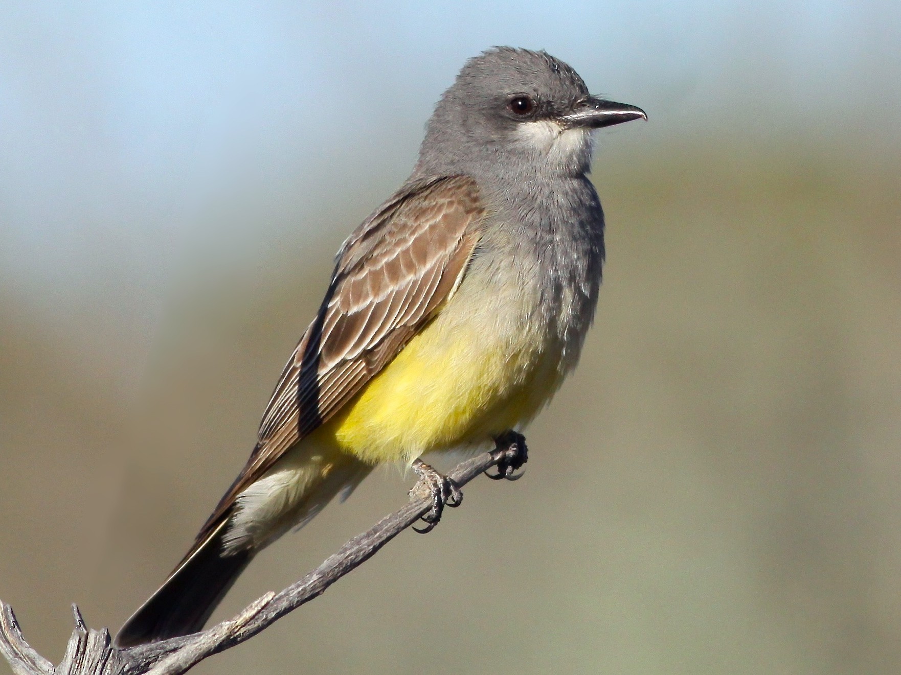 Cassin's Kingbird - eBird